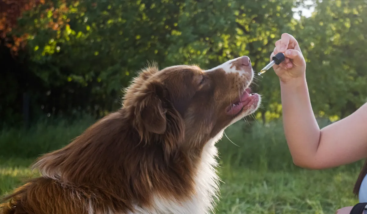 Top 5 Gentle CBD Support for Pets Health and Calm